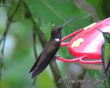 Brown Inca - ML201255741