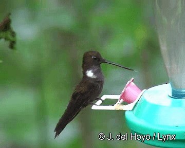 Brown Inca - ML201255751