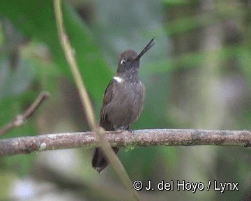 Brown Inca - ML201255761