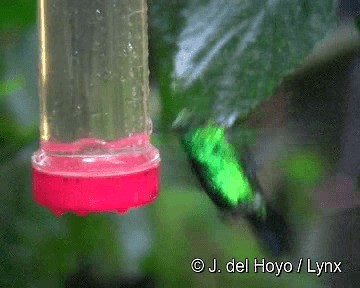 Western Emerald - ML201255781