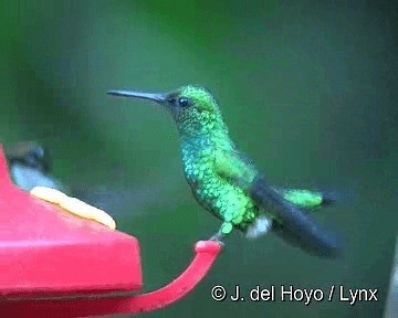 Western Emerald - ML201255801