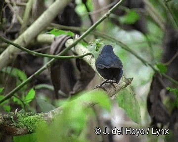 White-sided Flowerpiercer - ML201255811