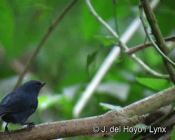 White-sided Flowerpiercer - ML201255821