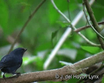 White-sided Flowerpiercer - ML201255821