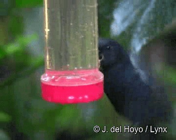 White-sided Flowerpiercer - ML201255831