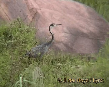 Black-headed Heron - ML201255891