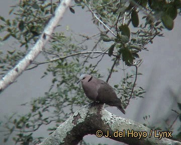 Red-eyed Dove - ML201255921