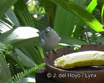 Blue-gray Tanager (White-edged) - ML201255971