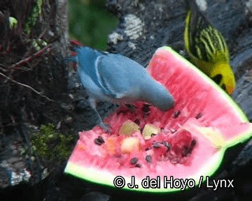 Blue-gray Tanager (White-edged) - ML201255981