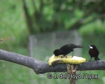 Blue-gray Tanager (White-edged) - ML201255991