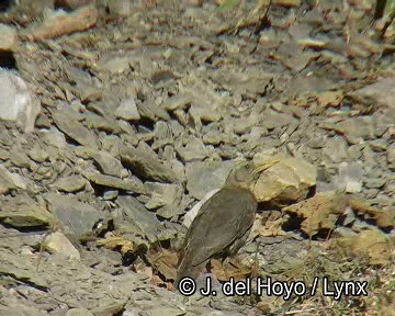 Chiguanco Thrush - ML201256001