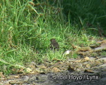 Chiguanco Thrush - ML201256011