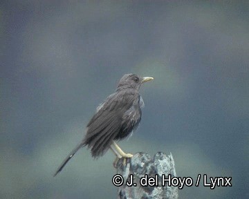 Chiguanco Thrush - ML201256021