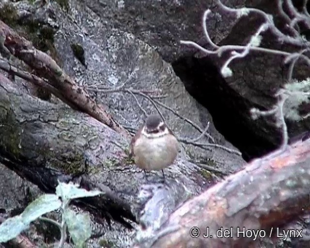 Cream-winged Cinclodes - ML201256101