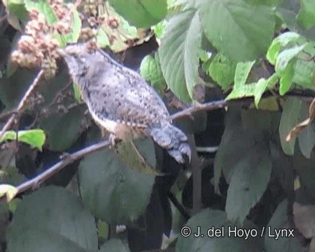 Rostkehl-Wendehals (aequatorialis) - ML201256171