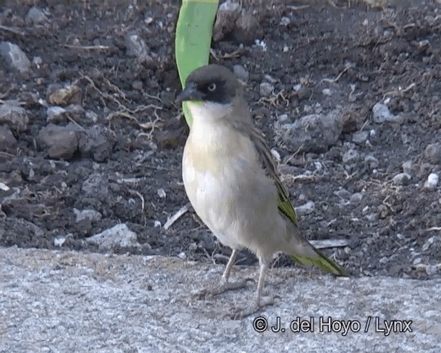 Baglafecht Weaver (Baglafecht) - ML201256191