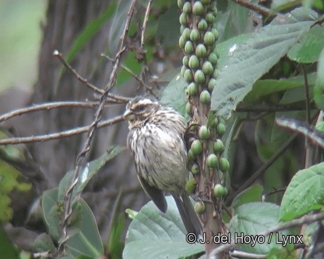 Streaky Seedeater - ML201256221