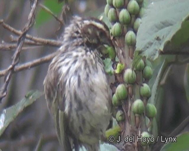 Streaky Seedeater - ML201256231