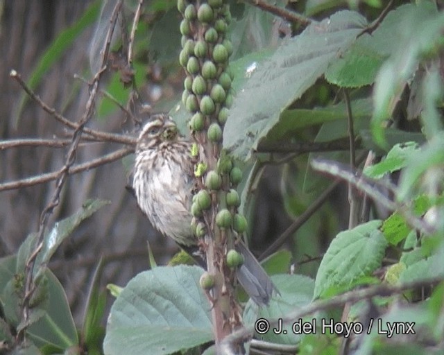 Streaky Seedeater - ML201256241