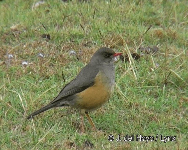 ワキアカオリーブツグミ（abyssinicus グループ） - ML201256251