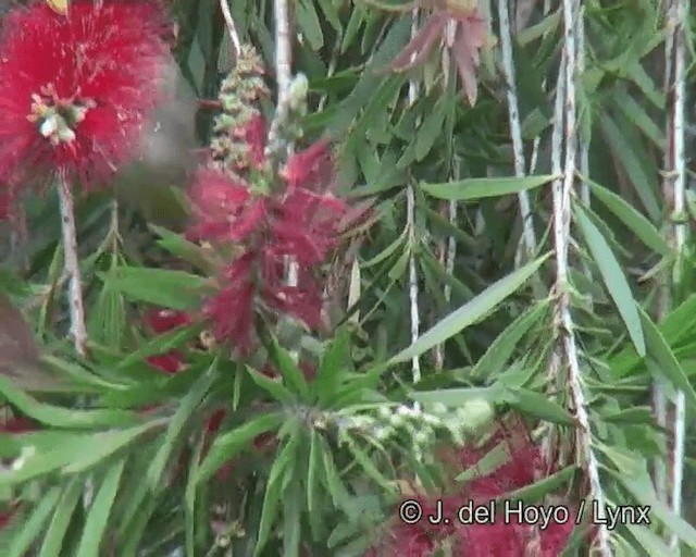 Heuglin's White-eye (Ethiopian) - ML201256261