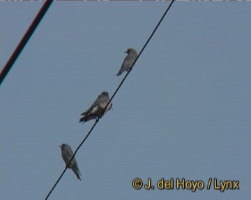 Ashy Woodswallow - ML201256281