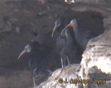 ibis skalní - ML201256301