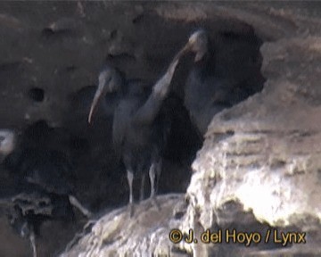 Northern Bald Ibis - ML201256311