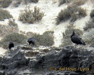 ibis skalní - ML201256351