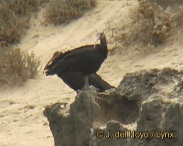 ibis skalní - ML201256361