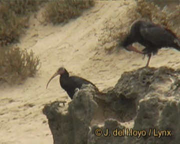 ibis skalní - ML201256371