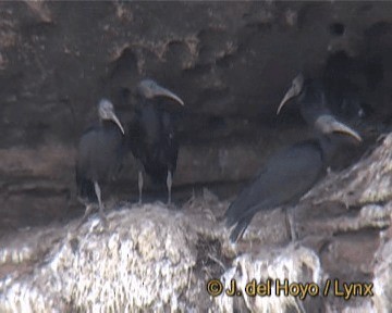 ibis skalní - ML201256381