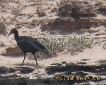 ibis skalní - ML201256421