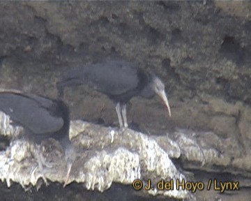 ibis skalní - ML201256431