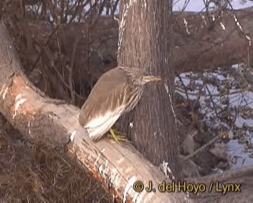 Indian Pond-Heron - ML201256441