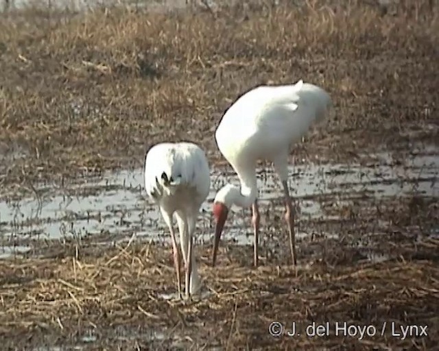 Siberian Crane - ML201256461