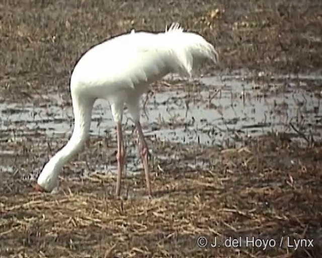 Siberian Crane - ML201256471