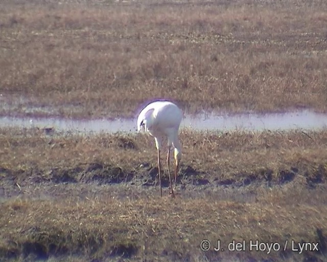 Siberian Crane - ML201256481