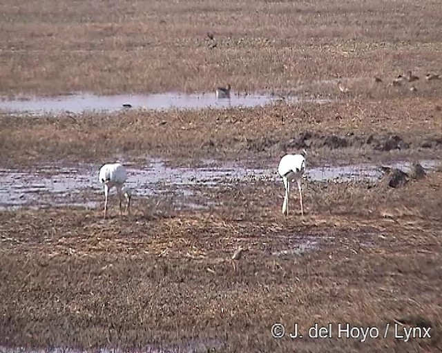 Siberian Crane - ML201256491