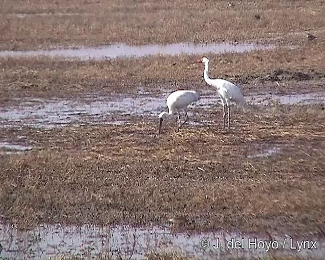 Siberian Crane - ML201256501