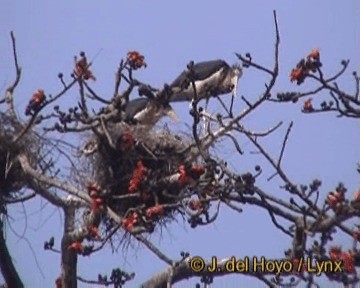 Марабу яванський - ML201256511