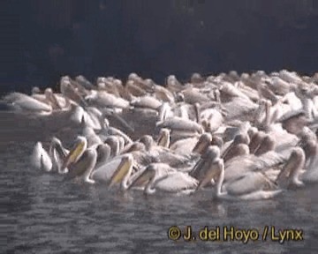 pelikán bílý - ML201256531