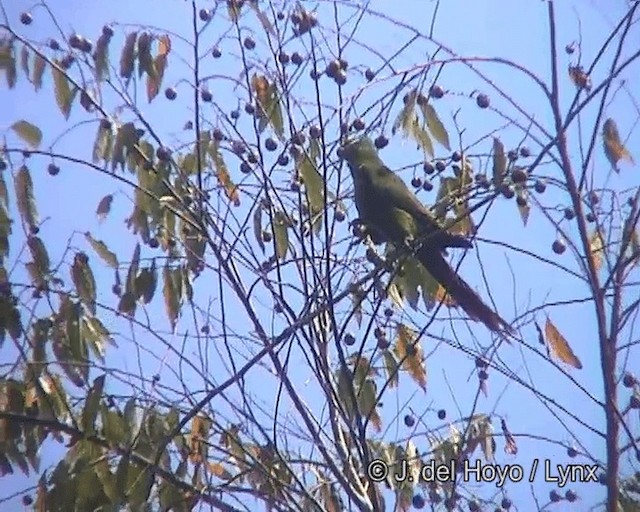 Chestnut-fronted Macaw - ML201256571