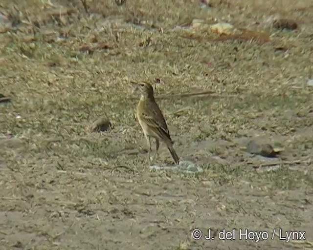 African Pipit (African) - ML201256581