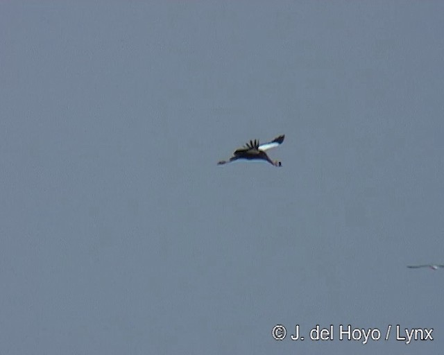 Black Crowned-Crane - ML201256601