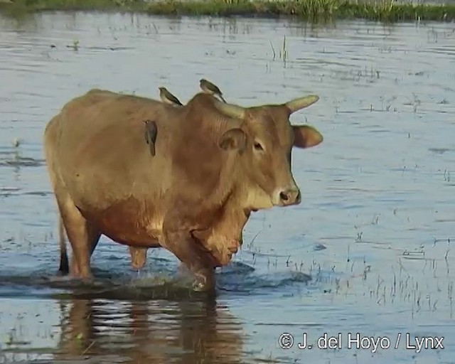 Piqueboeuf à bec rouge - ML201256611