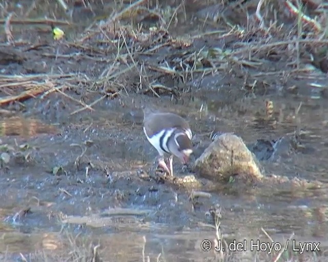 Трёхполосый зуёк (tricollaris) - ML201256681