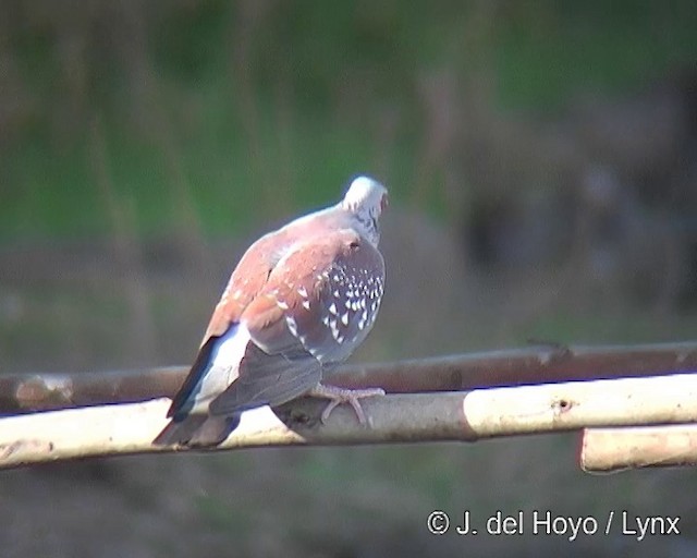 Speckled Pigeon - ML201256711