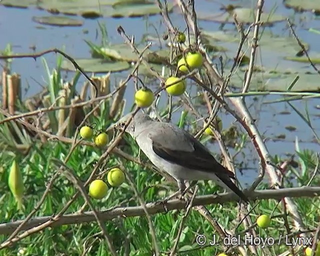 Wattled Starling - ML201256721