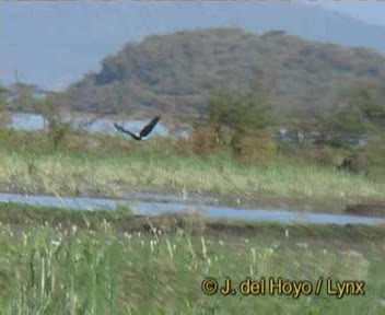 African Fish-Eagle - ML201256921